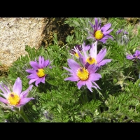 Pulsatilla Zimmermannii (fam. Renonculacees) (Hongrie) (11)